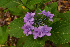 Variety of hydrangea