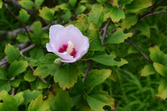 Rose of sharon