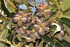 Fagaceae trees in Japan