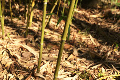 タケ ササの種類 庭木図鑑 植木ペディア タケ ササの種類 庭木図鑑 植木ペディア