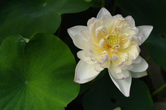 白いハスの花