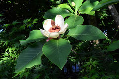 香りのある木 庭木図鑑 植木ペディア