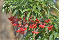 name of red fruits tree