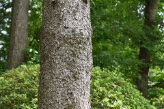 トウヒの木とモミノキの見分け方