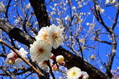 Japanese apricot flower