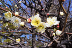 ウメ,うめ,梅の木