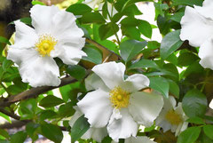 ナニワイバラ,植物図鑑,花