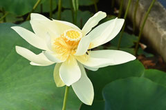 白い蓮の花