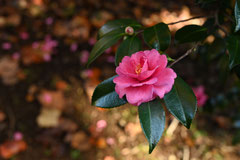 寒椿,かんつばき