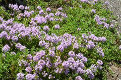 ミツバチが好きな花