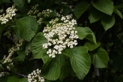 ミツバチが好きな花