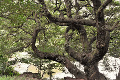 Fagaceae trees in Japan