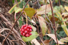 つる,植物.種類