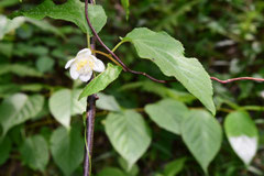 またたび,花,樹木
