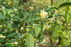 Flowers that attract bees