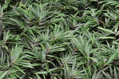 タケ ササの種類 庭木図鑑 植木ペディア