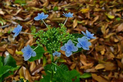 Hydrangea,Variety