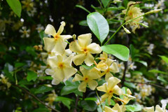 つる性植物 庭木図鑑 植木ペディア