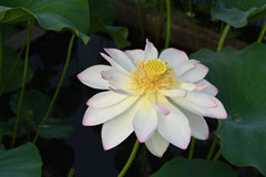 さいうんか,ハスの花