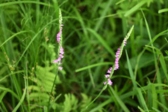 螺旋状の花が咲く雑草