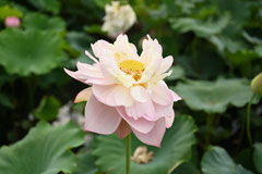 lotus flower
