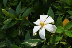 fragrant flower tree