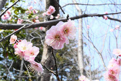 Japanese apricot