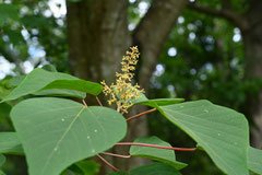 Flowers that attract bees