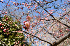 Japanese apricot pink