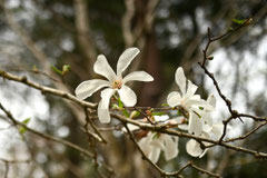 モクレン科の植物