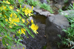 おしゃれな花木