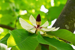 fragrant flower tree