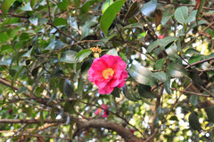 花に芳香のある樹木