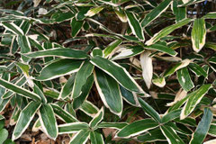 タケ ササの種類 庭木図鑑 植木ペディア タケ ササの種類 庭木図鑑 植木ペディア
