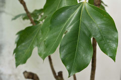 カから始まる木の名前