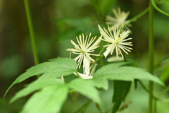 蔦,花