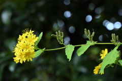 野草,黄色い花