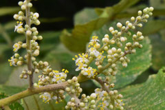 Flowers that attract bees
