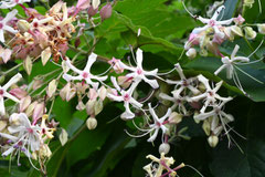 Plants that attract bees