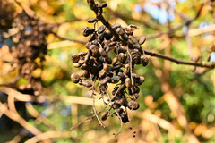 bird trees