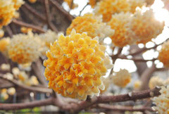 香りのある木 庭木図鑑 植木ペディア