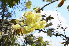 鬱金桜
