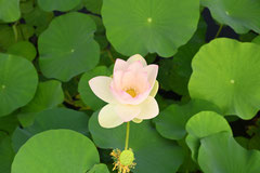 桃色の花が咲く蓮の種類