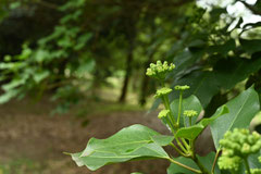 蜜源植物