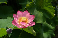 ハスの華,はす,植物