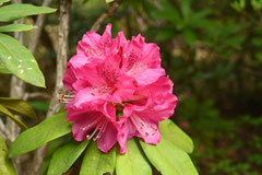 Flowers that attract bees