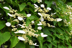 つる性植物,種類,植木図鑑