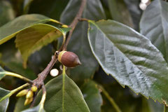 Acorn trees in Japan