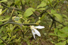 fragrant flower tree