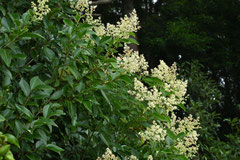 みつばちがやって来る花木